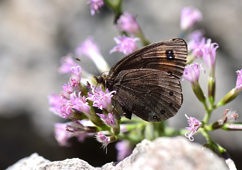 Erebia