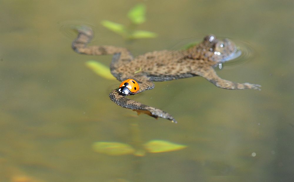 L''ululone e la coccinella