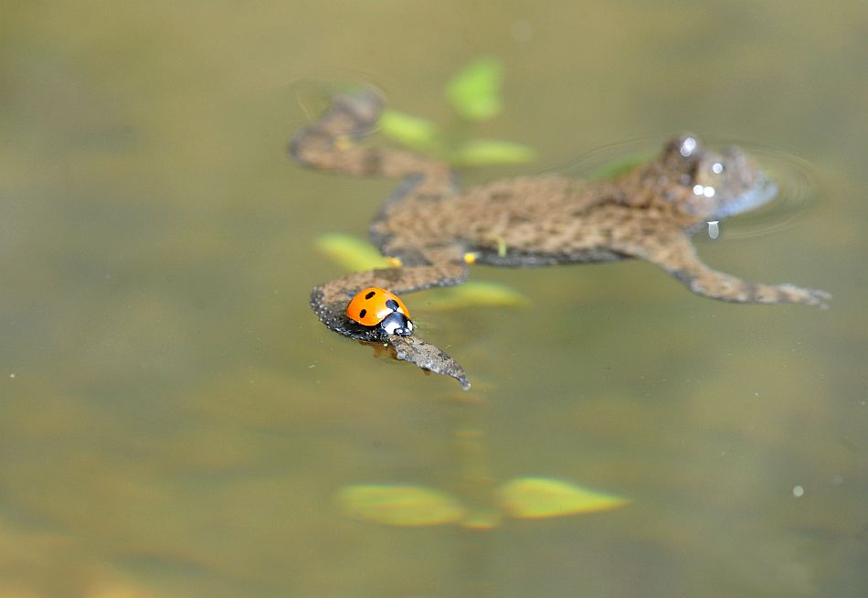 L''ululone e la coccinella