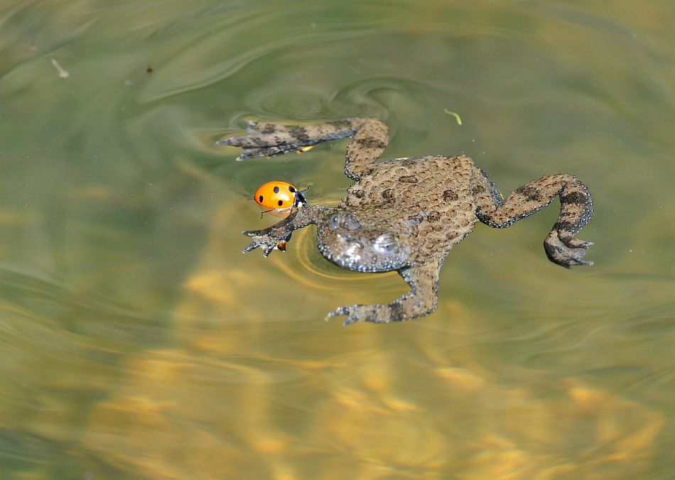 L''ululone e la coccinella