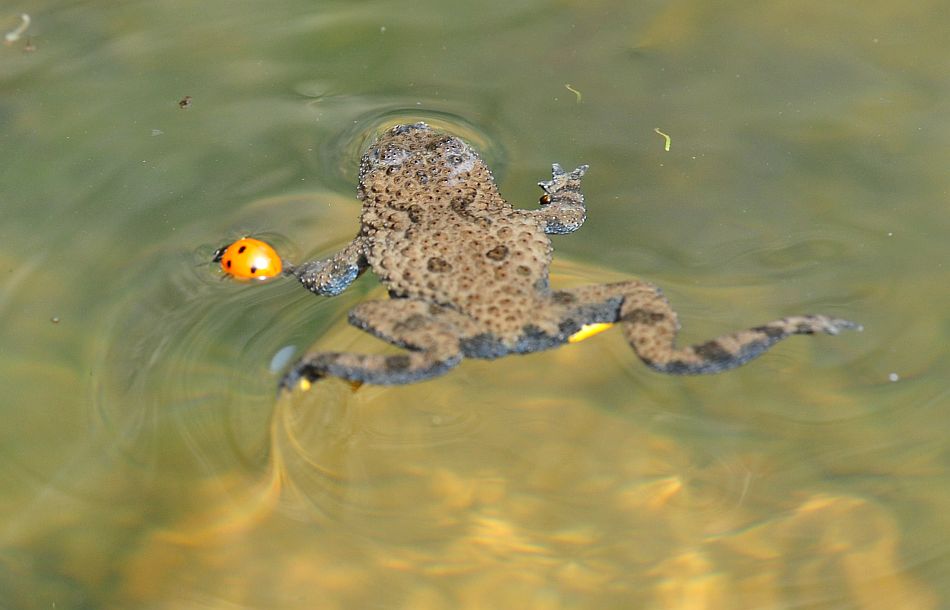 L''ululone e la coccinella