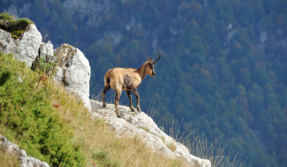 Camoscio appenninico - Rupicapra pyrenaica ornata