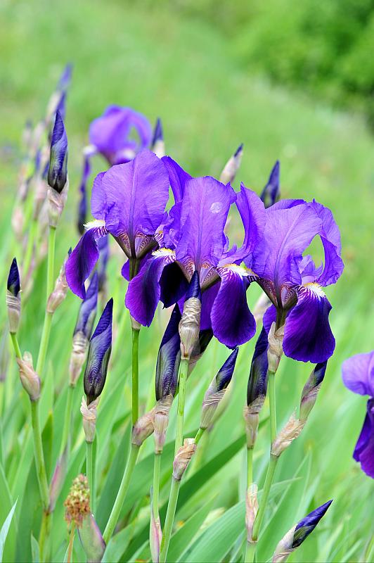 Esplosione di colori nel Parco Nazionale d''Abruzzo