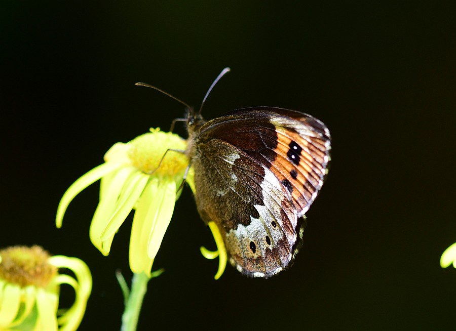 Erebia