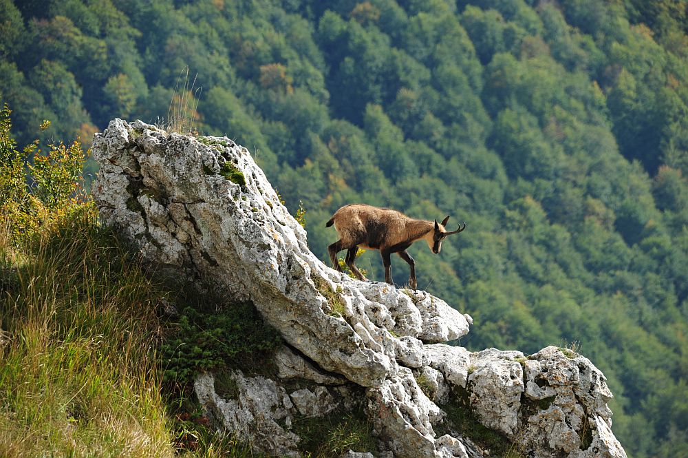 Camoscio appenninico - Rupicapra pyrenaica ornata