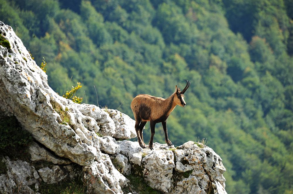 Camoscio appenninico - Rupicapra pyrenaica ornata