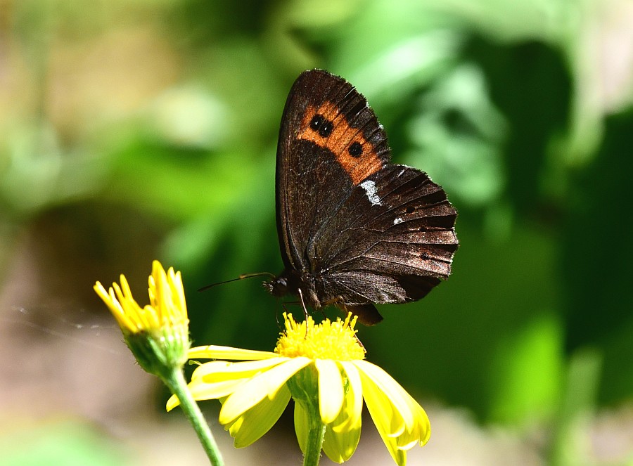 Erebia