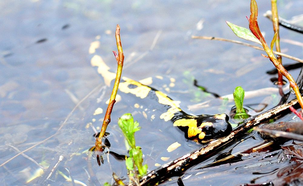 Salamandra salamandra gigliolii in acqua