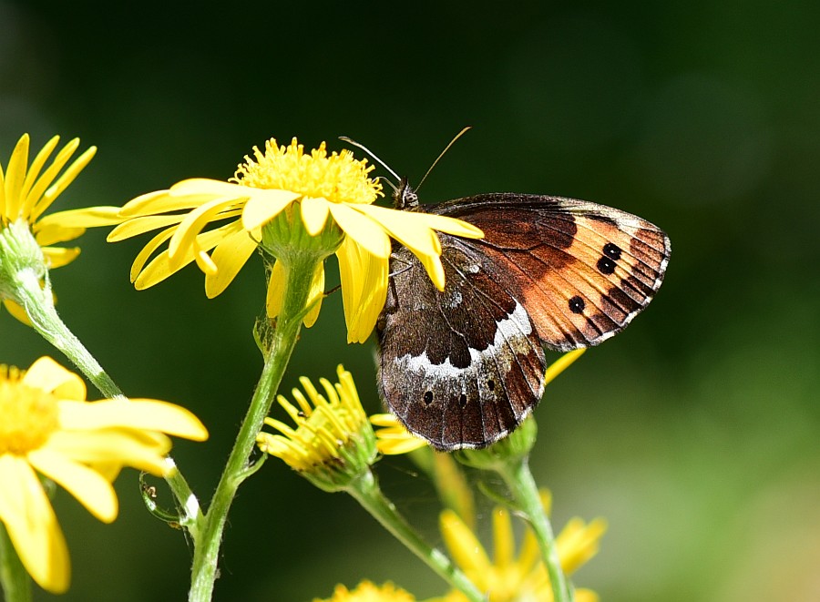 Erebia