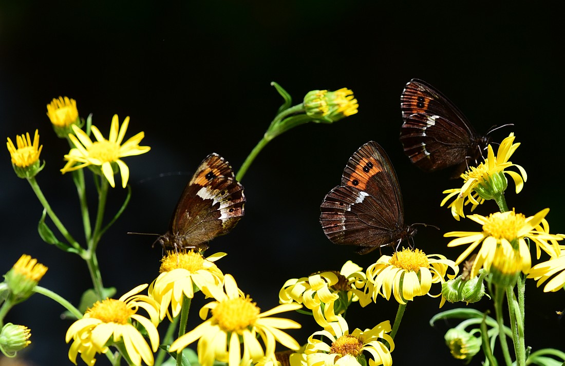 Erebia