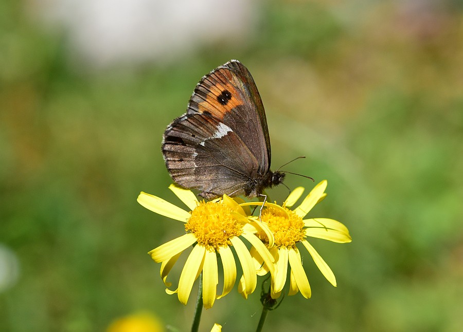 Erebia