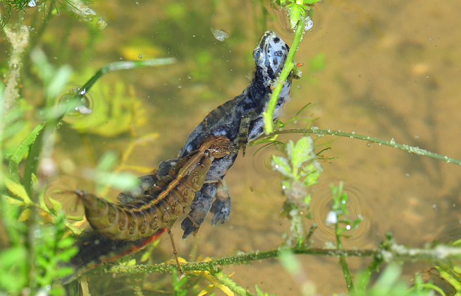 Predazione larva di dytuscus