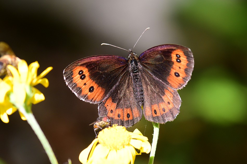 Erebia