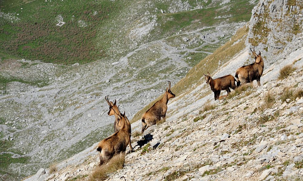 Camoscio appenninico - Rupicapra pyrenaica ornata