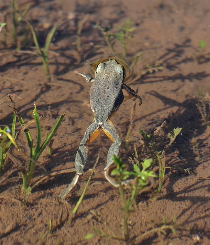 Rane da determinare - Hyla intermedia