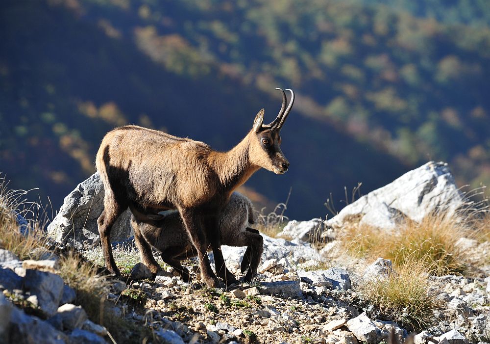 Camoscio appenninico - Rupicapra pyrenaica ornata