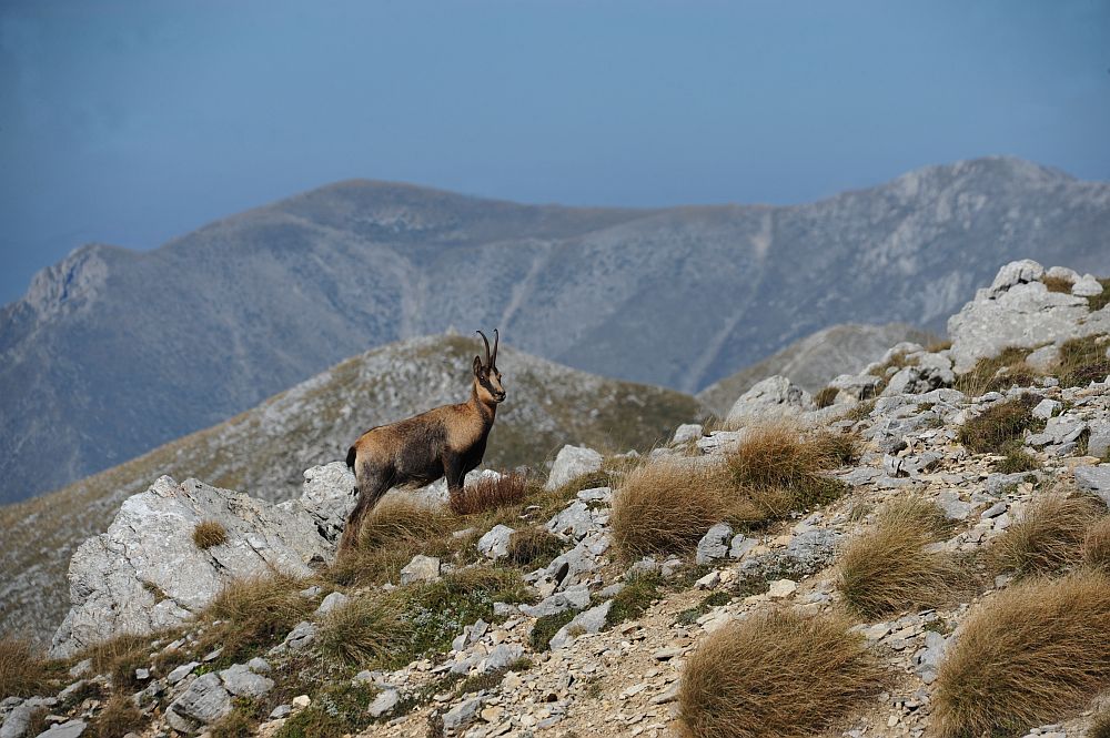 Camoscio appenninico - Rupicapra pyrenaica ornata