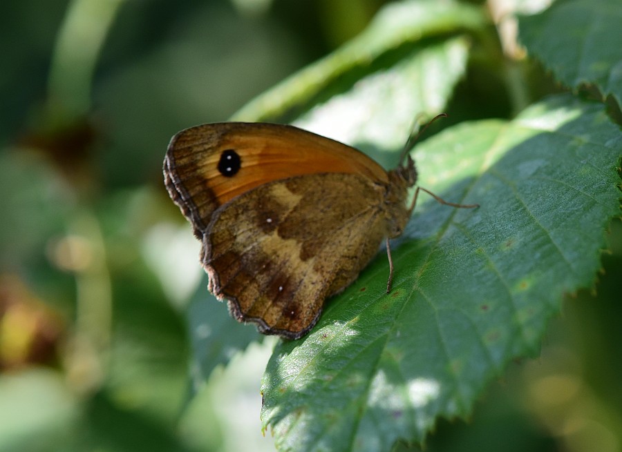 Erebia