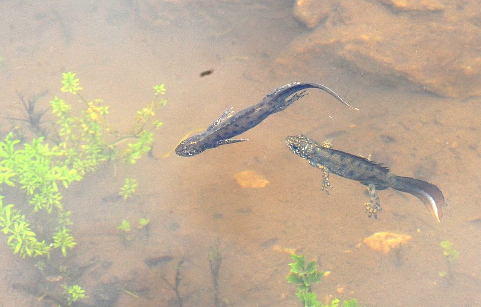 Triturus carnifex nel PNALM: corteggiamento e deposizione