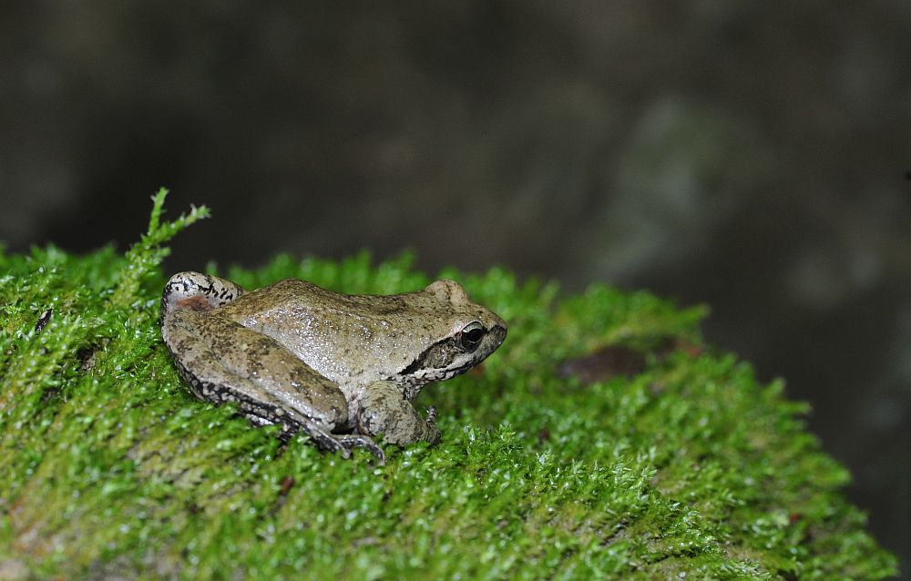 Rana da determinare - Rana italica