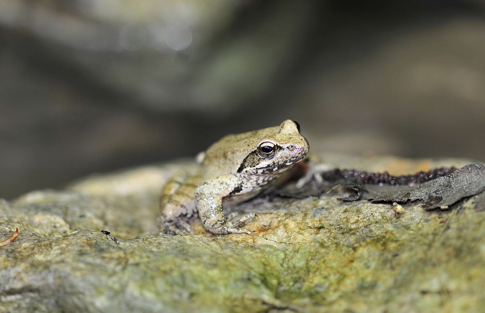 Rana da determinare - Rana italica