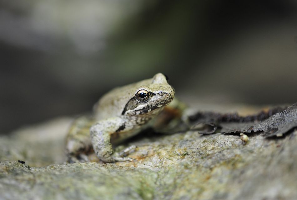 Rana da determinare - Rana italica