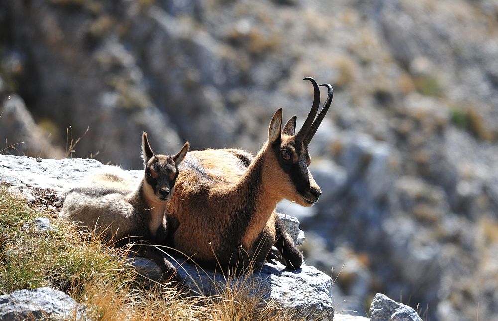 Camoscio appenninico - Rupicapra pyrenaica ornata