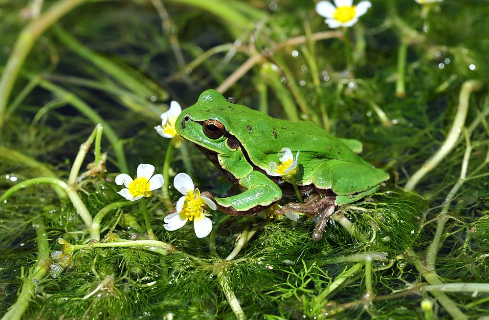 Rane da determinare - Hyla intermedia