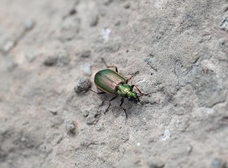 Chlaenius sp.? No. Agonum marginatum