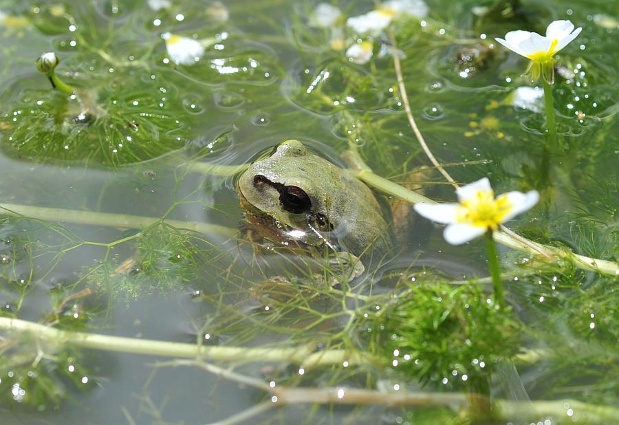 Rane da determinare - Hyla intermedia