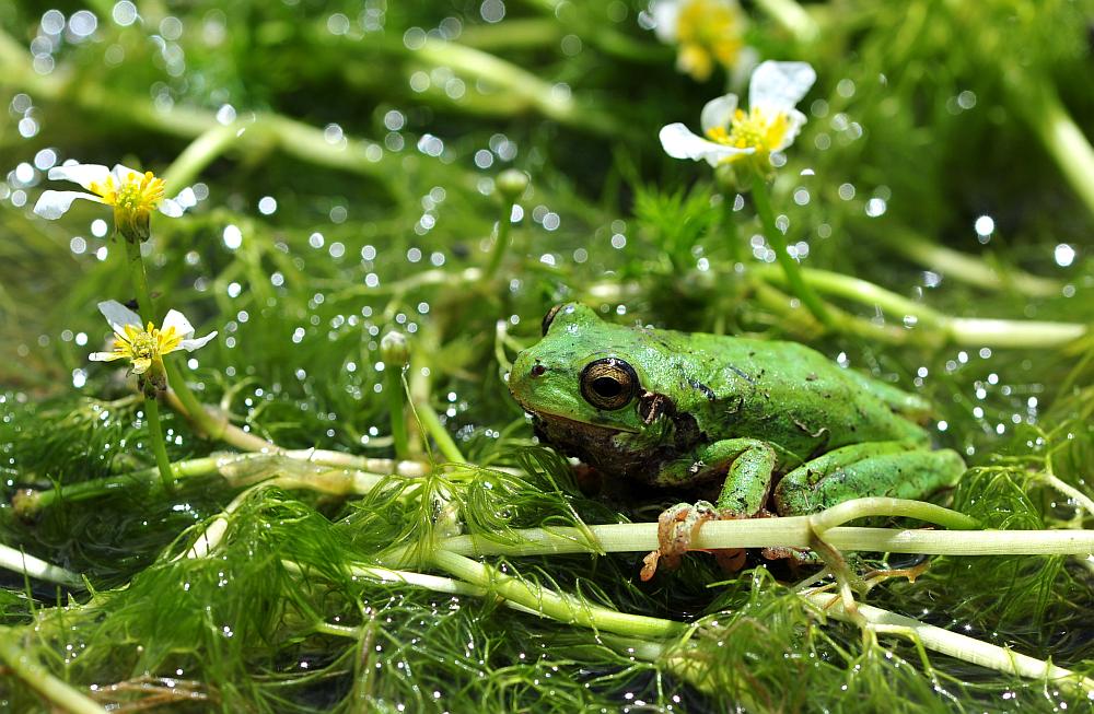 Rane da determinare - Hyla intermedia