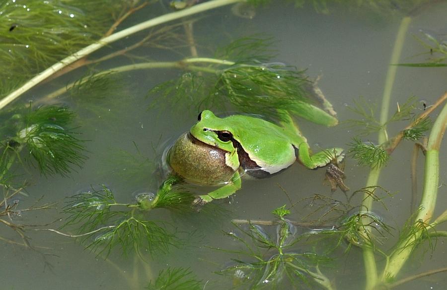 Rane da determinare - Hyla intermedia