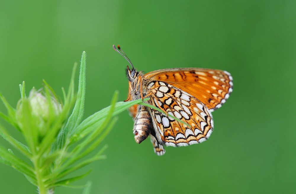 Melitaea athalia? No, Melitaea diamina