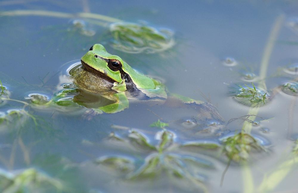 Rane da determinare - Hyla intermedia