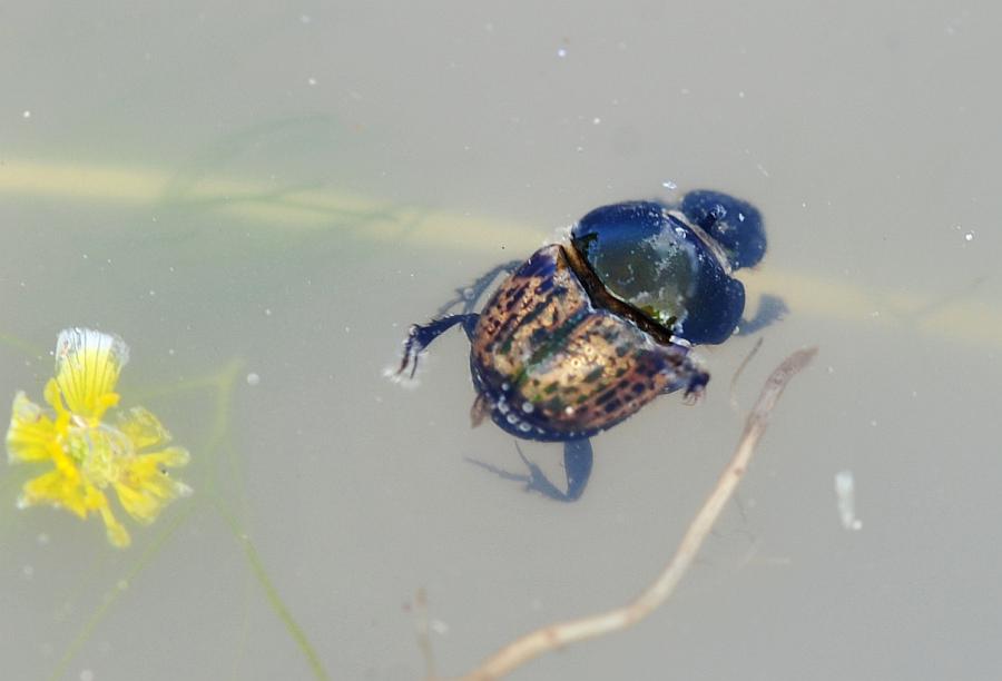 Da determinare - Onthophagus sp.