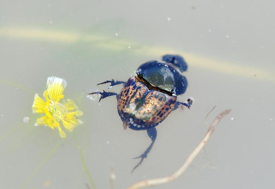 Da determinare - Onthophagus sp.