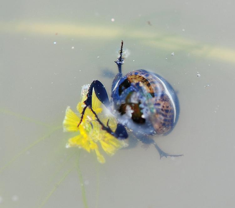 Da determinare - Onthophagus sp.