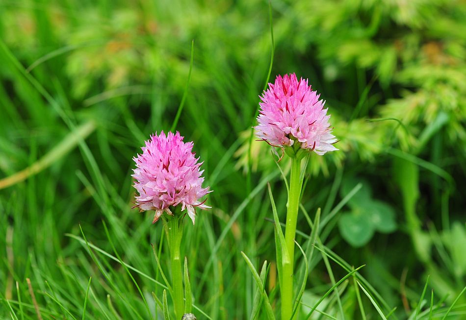 Nigritella widderi