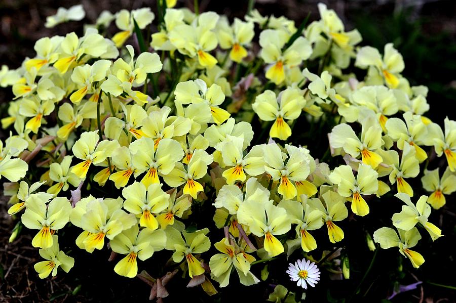 Esplosione di colori nel Parco Nazionale d''Abruzzo