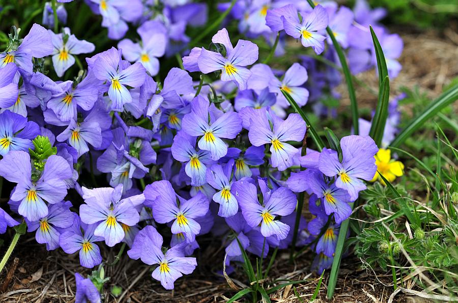 Esplosione di colori nel Parco Nazionale d''Abruzzo