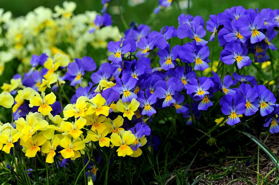 Esplosione di colori nel Parco Nazionale d''Abruzzo