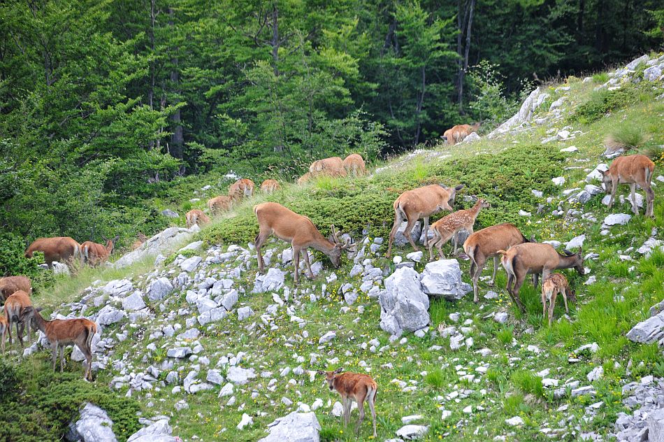 Branco di cervi in alta quota