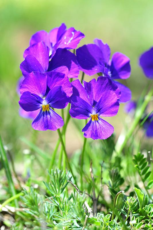 Esplosione di colori nel Parco Nazionale d''Abruzzo