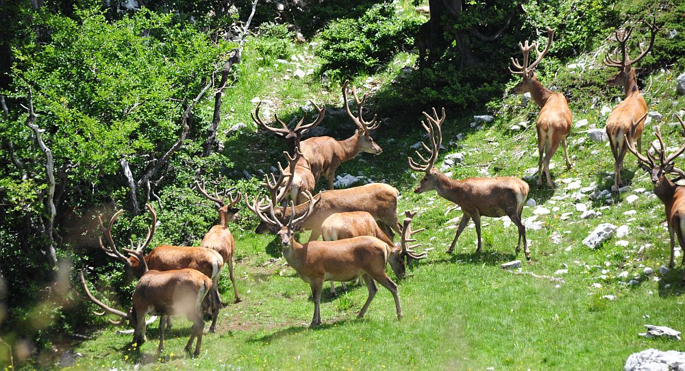 Branco di cervi in alta quota