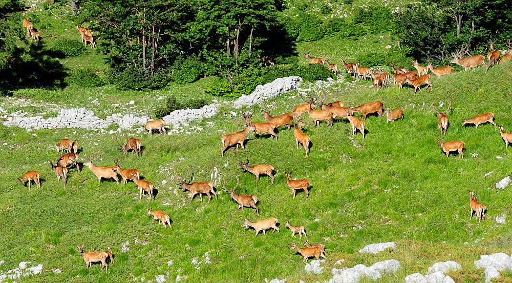 Branco di cervi in alta quota