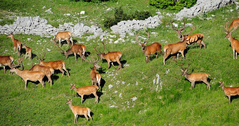 Branco di cervi in alta quota