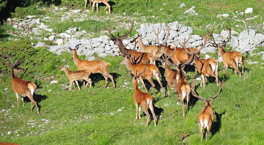 Branco di cervi in alta quota