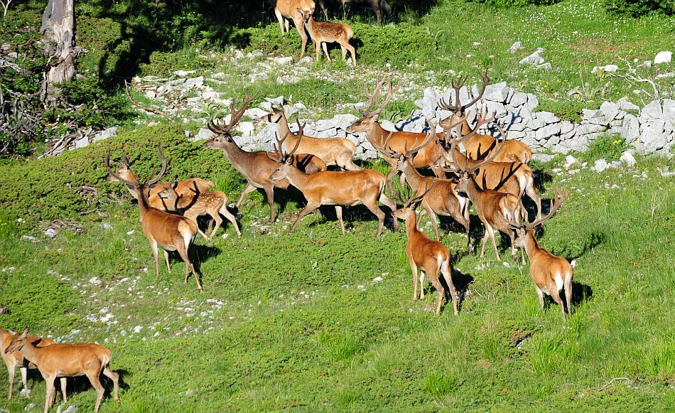 Branco di cervi in alta quota