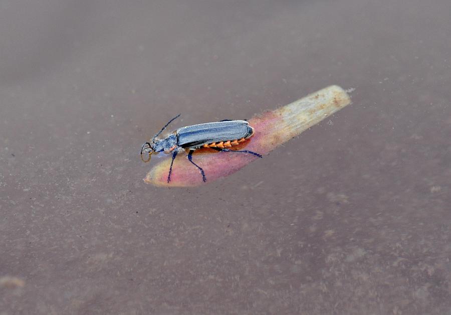 Cantharis gruppo C. tristis