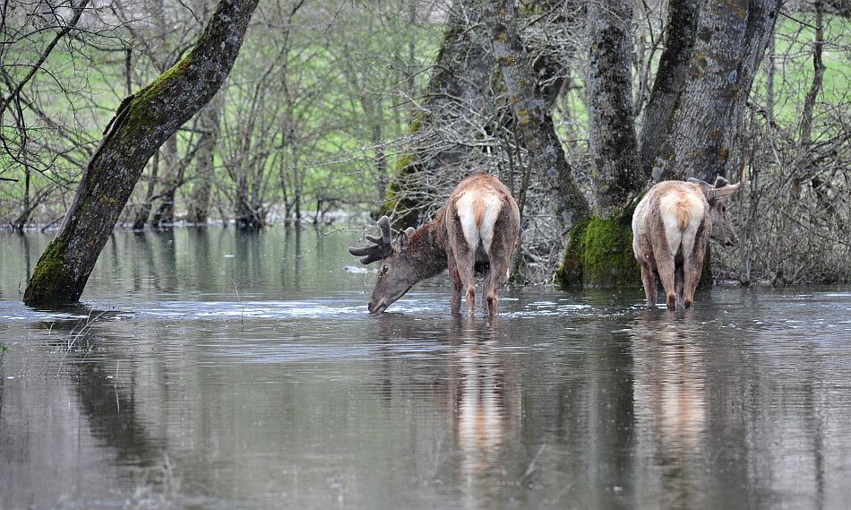 Cervi in velluto